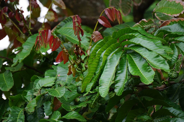 Pometia pinnata (también llamado matoa, árbol taun, lichi de la isla, tava, lichi del Pacífico) hojas en el árbol. El fruto de esta planta un poco como un lichi, es comestible, y es una fruta popular para comer. - Foto, Imagen