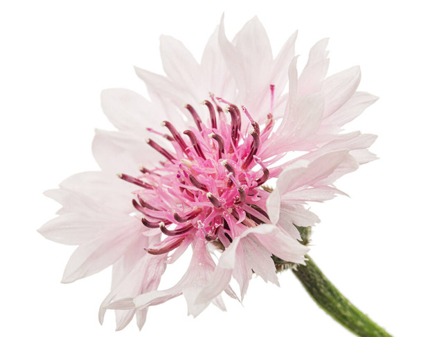 Fleur de bleuet rose-blanc, lat. Centaurée, isolée sur fond blanc - Photo, image