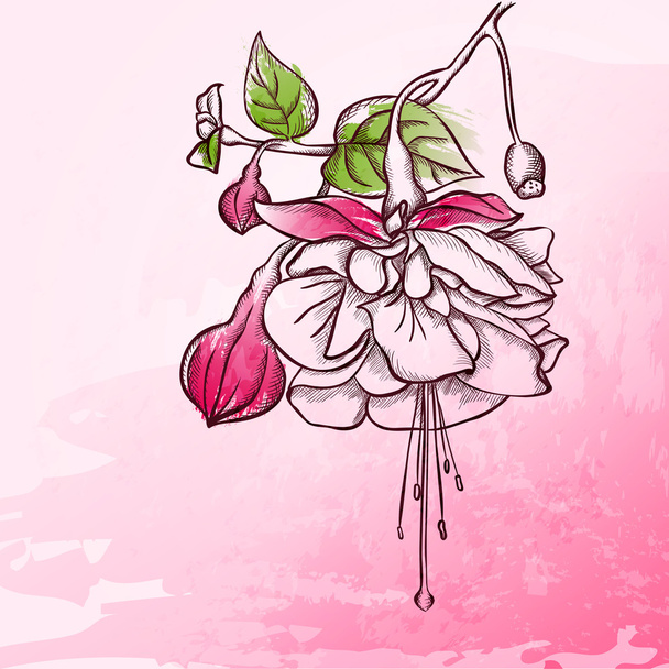 Sketch  Fuchsia background - Vector, Image