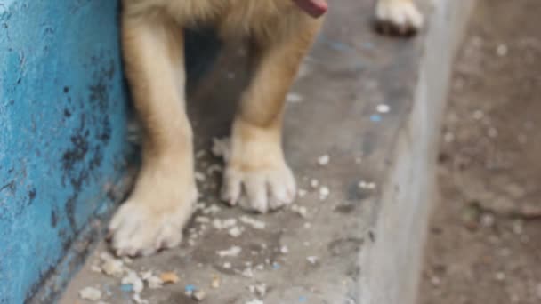 Bruine hond gebonden door ketting eten wit brood close-up. - Video