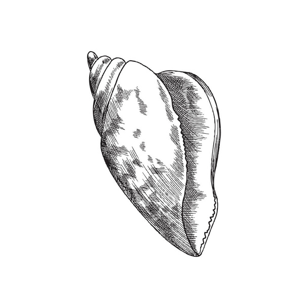 Mollusk seashell black line icon, engraving vector illustration isolated. - Διάνυσμα, εικόνα
