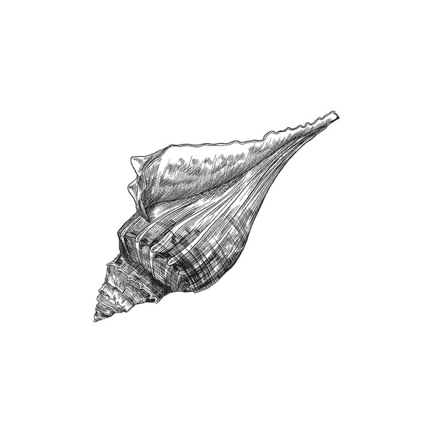 Mollusk or sea snail fossil shell, hand drawn vector illustration isolated. - Vettoriali, immagini