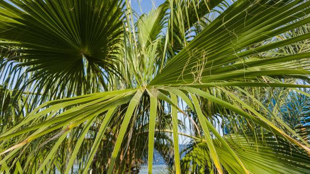 background palm leaves sunny day. - Fotoğraf, Görsel