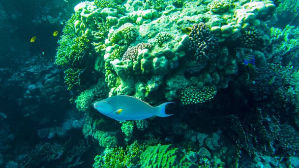 fish parrot and coral reef - Photo, Image