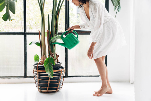 Αγνώριστη νεαρή πολυφυλετική γυναίκα ποτίζει μεγάλο φυτό στο σπίτι. - Φωτογραφία, εικόνα
