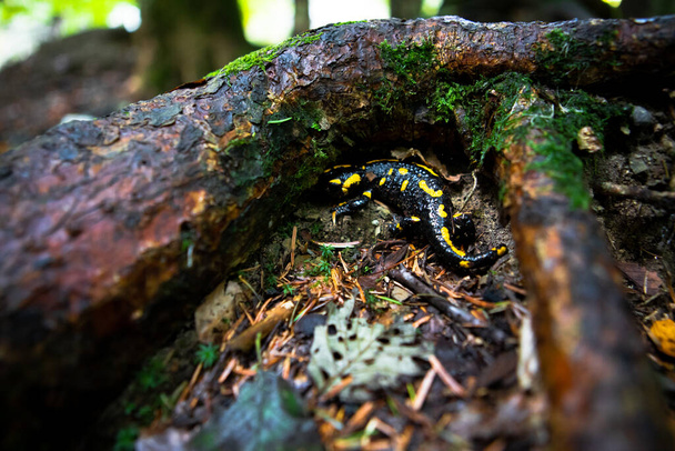 yellow spotted salamander in forest close up - Photo, Image