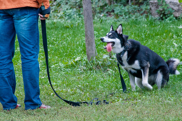 Husky perro viene a su maestro en el entrenamiento del perro
 - Foto, imagen