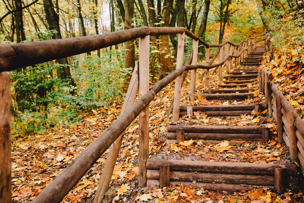 scale in autunno parco stagione autunnale - Foto, immagini