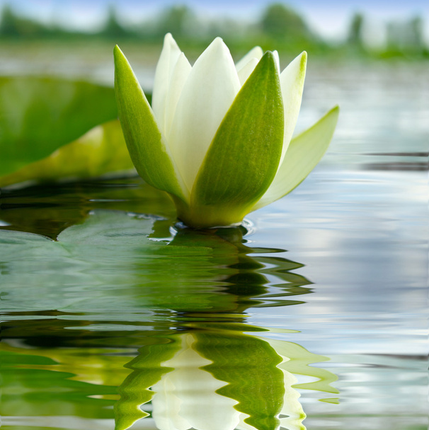 Біла лілія квітуче озеро на фоні зеленого листя
 - Фото, зображення