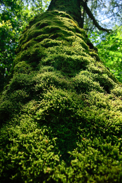 Trunk of an old tree densely covered with moss - Photo, Image