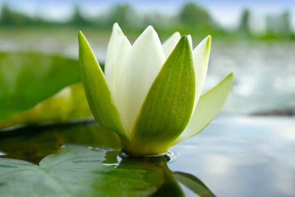 Белая лилия цветущая озеро на фоне зеленых листьев
 - Фото, изображение