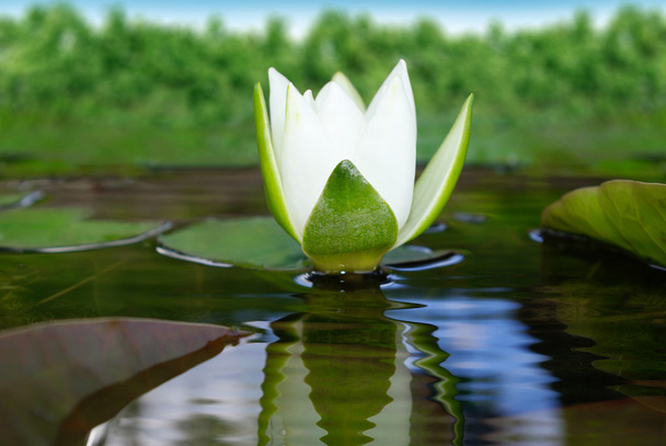White lily blooming lake on the background of green leaves - Foto, immagini