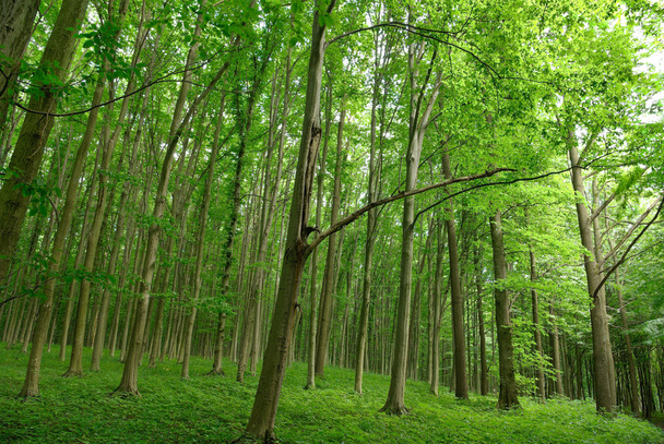 Schlanke Bäume in jungem Waldgrün im Sommer - Foto, Bild