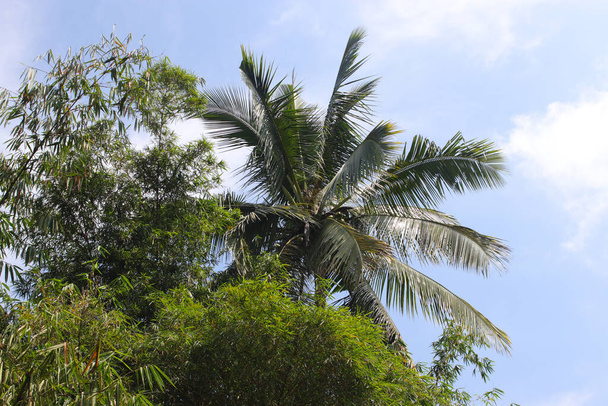 Кокосове дерево на фоні блакитного неба
 - Фото, зображення