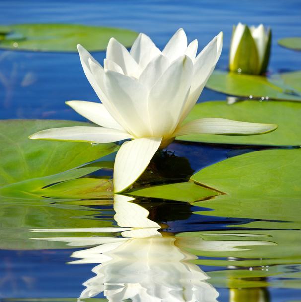 Lirio blanco floreciendo lago en el fondo de hojas verdes
 - Foto, Imagen