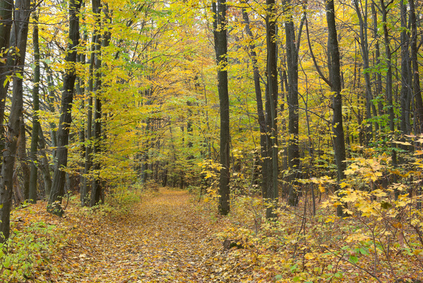 Trees in the autumn forest among  yellow leaves - Photo, Image