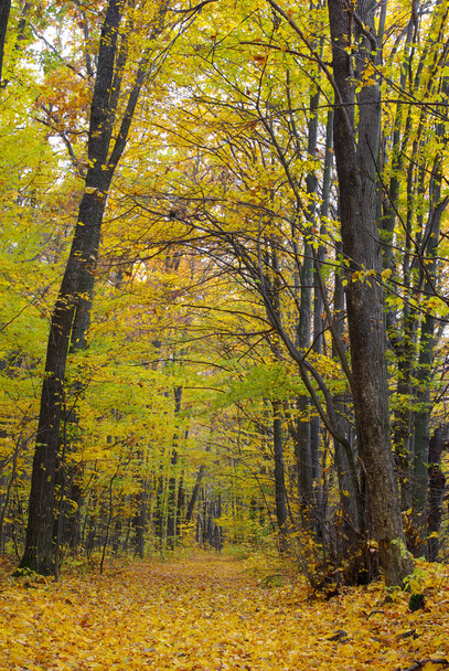 Trees in the autumn forest among  yellow leaves - Foto, imagen
