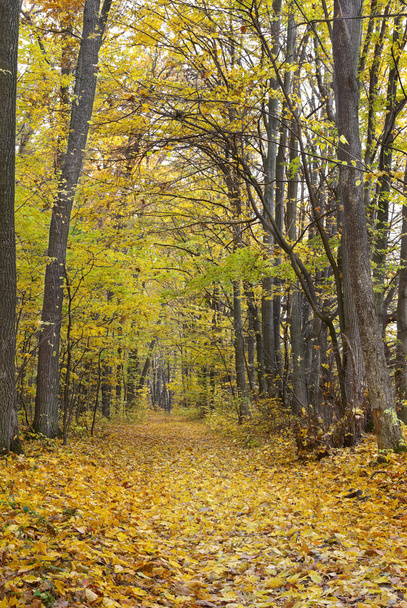 Trees in the autumn forest among  yellow leaves - Foto, Imagen