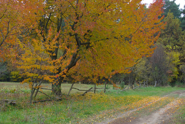 Vergeling van de bladeren op boom kers in de rand van het bos - Foto, afbeelding