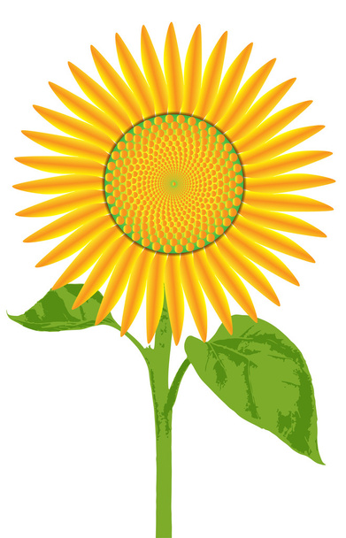 Obří slunečnice - Vektor, obrázek