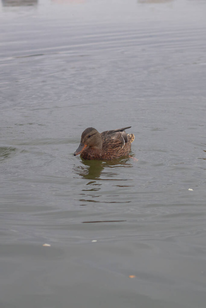 Brown female ducks swim on the water on a cloudy autumn day - Фото, изображение