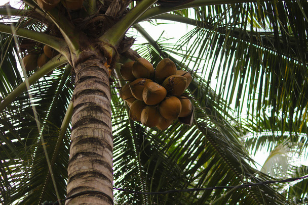 Coconut tree against blue sky background - Zdjęcie, obraz