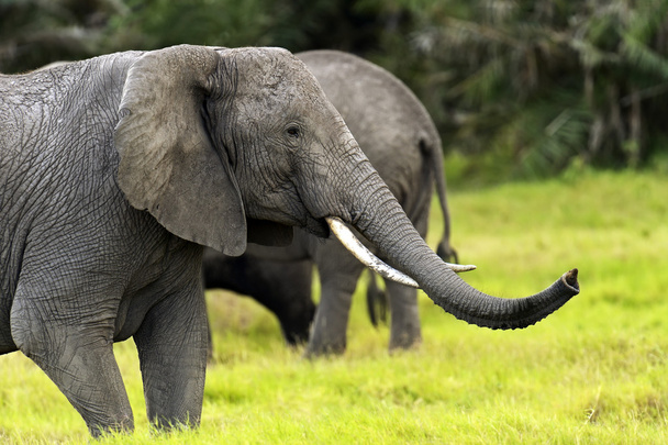 olifant - Foto, afbeelding
