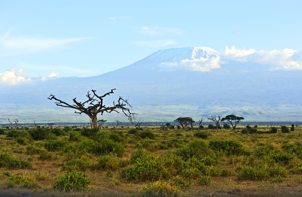 krajobraz sawanny Afryki - Zdjęcie, obraz