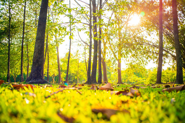 Зелене дерево міський парк захід сонця світла природа пейзаж фон
 - Фото, зображення