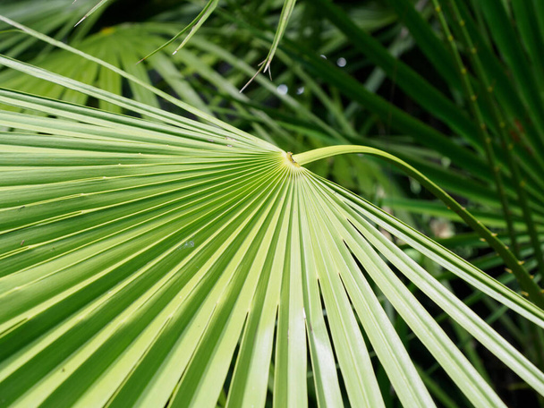 View of Chusan Palm Trachycarpus Fortunei palm foliage - Foto, imagen
