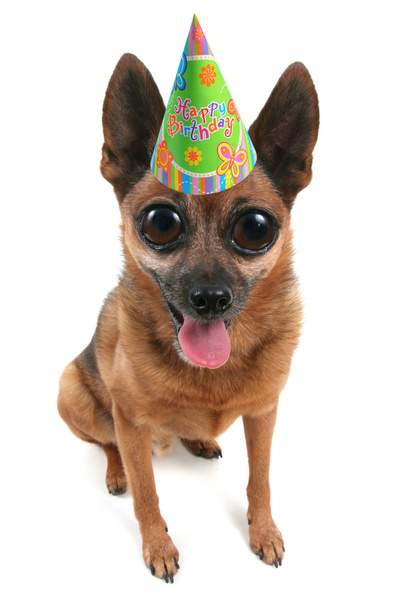 Dog with a birthday hat on - 写真・画像
