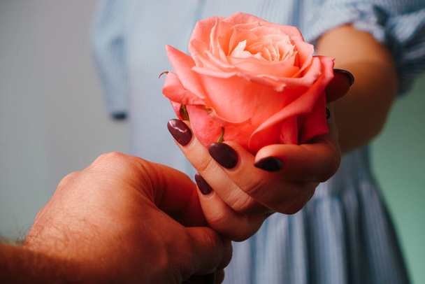 青いドレスの女性は、男に繊細なピンクのバラの花を与えます。バラと手のクローズアップビュー。ロマンス愛. - 写真・画像