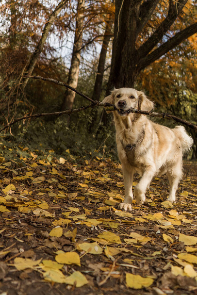 A beautiful shot of a golden retriever cute dog playing in a forest - Zdjęcie, obraz