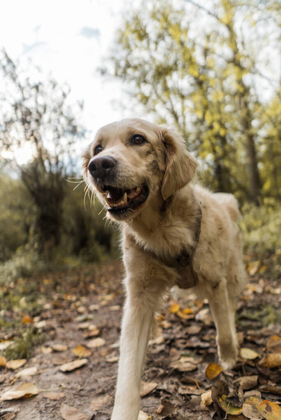 Una hermosa toma de un perro lindo golden retriever jugando en un bosque - Foto, imagen