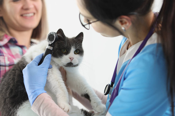 Жінка-лікар ветеринарна перевірка котів вухо зі спеціальним обладнанням
 - Фото, зображення