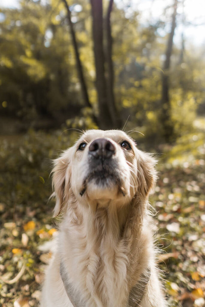 A beautiful shot of a golden retriever cute dog playing in a forest - Foto, imagen
