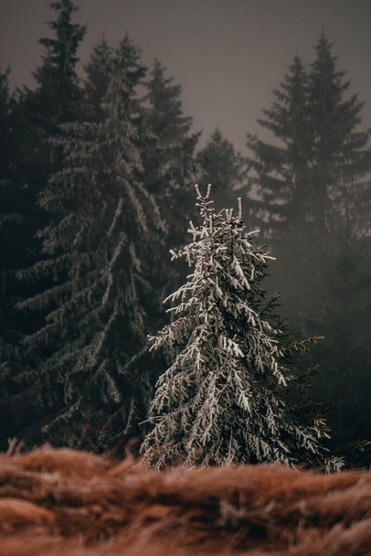 A vertical shot of a spruce sightly covered with snow on a foggy winter day - 写真・画像