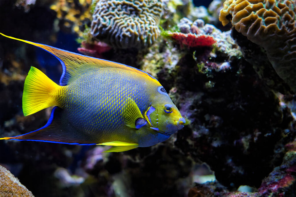 Queen angelfish Holacanthus ciliaris, also known as the blue angelfish, golden angelfish or yellow angelfish underwater in sea - Photo, Image