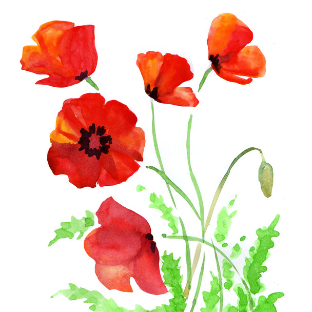 Poppy flowers, watercolor illustration - 写真・画像