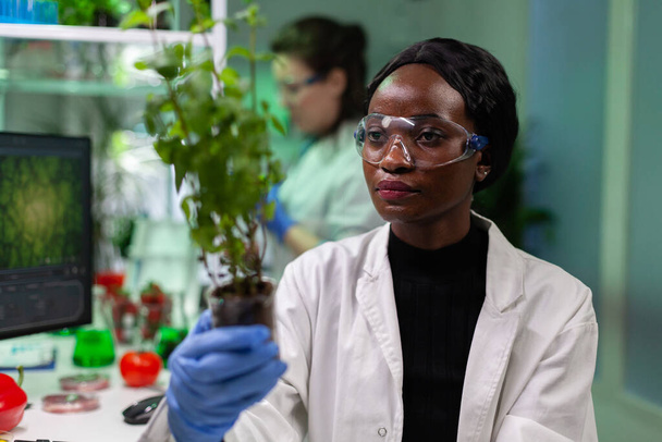Investigador bioquímico afroamericano con plantones modificados genéticamente - Foto, Imagen