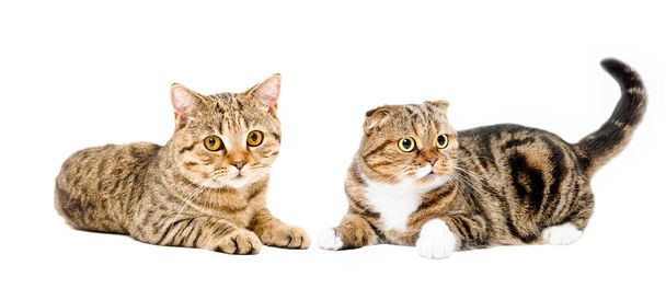 Two charming cats lying together isolated on white background - Фото, зображення