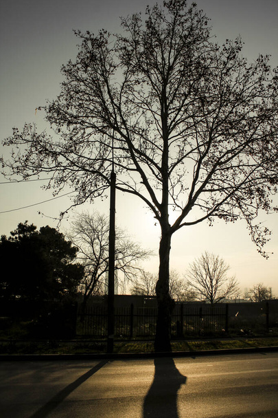 Un árbol desnudo que arroja una dura sombra en el camino. Silueta de un árbol sin hojas con sombra negra. - Foto, imagen