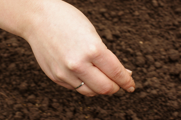 Conceito ambientalmente amigável semear sementes orgânicas
 - Foto, Imagem