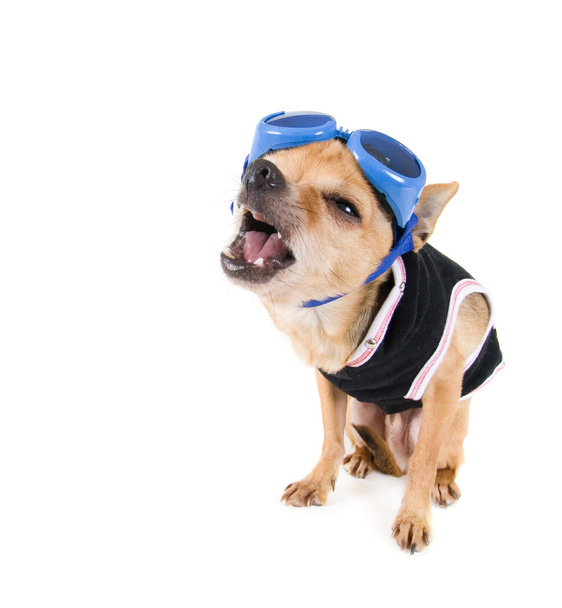 Chihuahua con occhiali e giacca
 - Foto, immagini