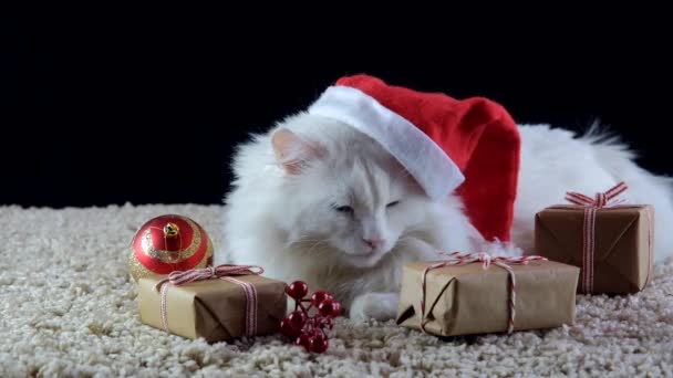 Jouluhattuinen valkoinen kissa odottaa uutta vuotta. Kissa nuolee huuliaan katsoessaan lahjoja. - Materiaali, video