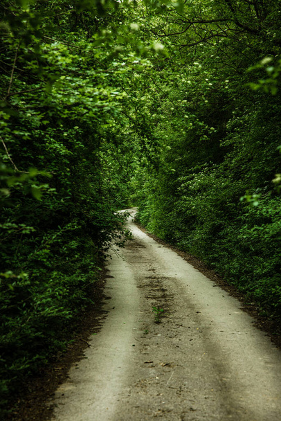 Un sentiero forestale con raggi di sole, abeti e pini. Arrampicata lungo il sentiero con rocce e radici. Erba verde e cespuglio. - Foto, immagini