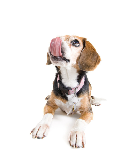 Beagle licking her nose - Fotoğraf, Görsel