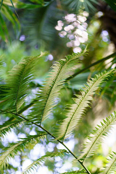 Tropical forest plants closeup: evergreen fern and palm trees growing in greenhouse or orangery - Foto, afbeelding