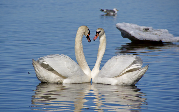 White swans - Photo, Image