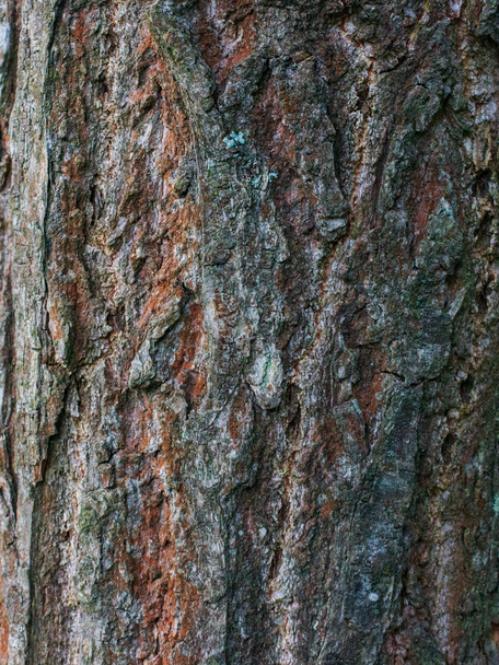 The texture of a living tree - Photo, Image